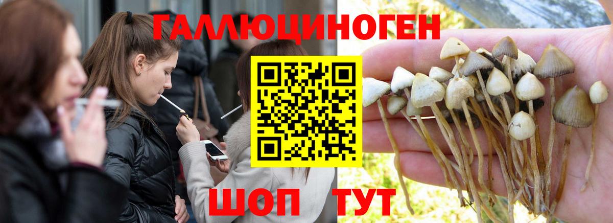 Псилоцибиновые грибы Psilocybine cubensis Гудермес